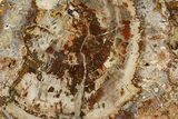 Beautiful Petrified Wood (Araucaria) Slab - Madagascar #361484-1